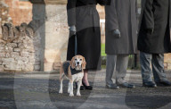 FEATURE - Funeral Therapy Dog: Beagle Basil soll das Angehörigen bei der Trauer beistehen