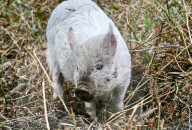 FEATURE - Schaf-Schweine in Hampshire