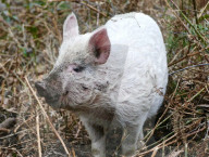 FEATURE - Schaf-Schweine in Hampshire