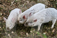 FEATURE - Schaf-Schweine in Hampshire