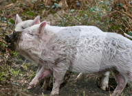FEATURE - Schaf-Schweine in Hampshire