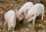 FEATURE - Schaf-Schweine in Hampshire