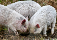 FEATURE - Schaf-Schweine in Hampshire