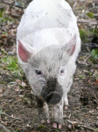FEATURE - Schaf-Schweine in Hampshire