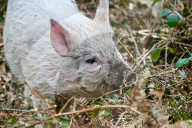 FEATURE - Schaf-Schweine in Hampshire