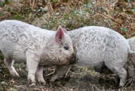 FEATURE - Schaf-Schweine in Hampshire