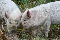 FEATURE - Schaf-Schweine in Hampshire