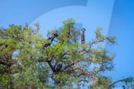 FEATURE - Geissenbaum