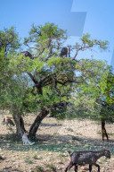 FEATURE - Geissenbaum