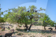 FEATURE - Geissenbaum