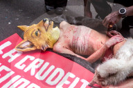 NEWS - Mailand Fashion Week: Anti Pelz Proteste