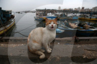 FEATURE - Pix of the Day: Bilder des Tages