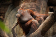 FEATURE - Spanien: Der Fuengirola Tierpark in Malaga