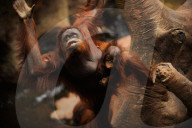 FEATURE - Spanien: Der Fuengirola Tierpark in Malaga
