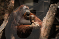 FEATURE - Spanien: Der Fuengirola Tierpark in Malaga