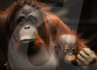 FEATURE - Spanien: Der Fuengirola Tierpark in Malaga