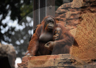 FEATURE - Spanien: Der Fuengirola Tierpark in Malaga