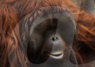 FEATURE - Spanien: Der Fuengirola Tierpark in Malaga
