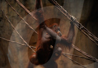 FEATURE - Spanien: Der Fuengirola Tierpark in Malaga