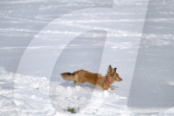 NEWS - Winter in Europa