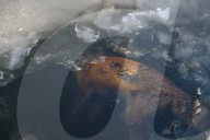 NEWS - Winter in Europa