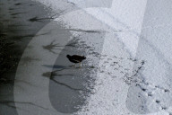 NEWS - Winter in Europa