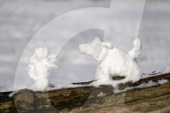 NEWS - Winter in Europa