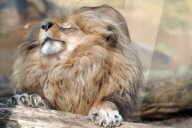 FEATURE - Ein Löwe entspannt sich im Zoo von Ústí nad Labem