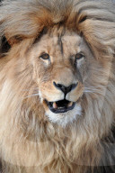 FEATURE - Ein Löwe entspannt sich im Zoo von Ústí nad Labem