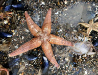 NEWS - Millionen von Meereslebewesen nach den Unwettern an der Küste von East Yorkshire angeschwemmt