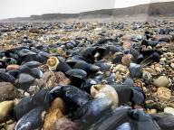 NEWS - Millionen von Meereslebewesen nach den Unwettern an der Küste von East Yorkshire angeschwemmt