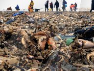 NEWS - Millionen von Meereslebewesen nach den Unwettern an der Küste von East Yorkshire angeschwemmt