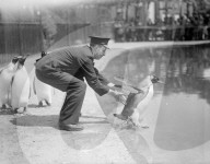 FEATURE - Tierisches aus dem Archiv