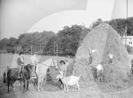 FEATURE - Tierisches aus dem Archiv