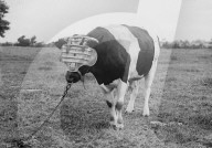 FEATURE - Tierisches aus dem Archiv