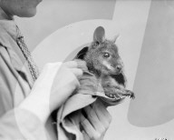 FEATURE - Tierisches aus dem Archiv