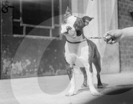 FEATURE - Tierisches aus dem Archiv