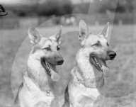 FEATURE - Tierisches aus dem Archiv