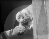 FEATURE - Tierisches aus dem Archiv