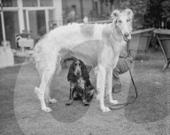 FEATURE - Tierisches aus dem Archiv