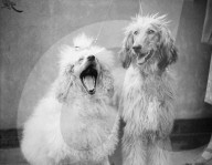 FEATURE - Tierisches aus dem Archiv