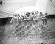 FEATURE - Tierisches aus dem Archiv