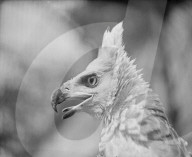 FEATURE - Tierisches aus dem Archiv