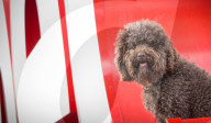 FEATURE - Gestylte Hunde: Crufts Dog Show in Birmingham