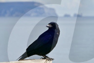FEATURE - Pix of the Day: Bilder des Tages