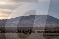 REPORTAGE - Nevada: Cowboy Poetry Gathering in Elko