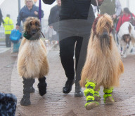 FEATURE - Grosses Schaulaufen an der Hundeshow "Crufts" in Birmingham