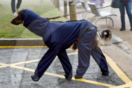 FEATURE - Grosses Schaulaufen an der Hundeshow "Crufts" in Birmingham