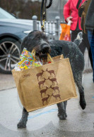 FEATURE - Grosses Schaulaufen an der Hundeshow "Crufts" in Birmingham