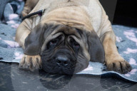 FEATURE - Grosses Schaulaufen an der Hundeshow "Crufts" in Birmingham
